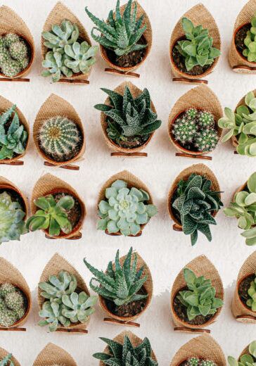 bomboniere-succulente-personalizzate-juta-tag-incollato-legno