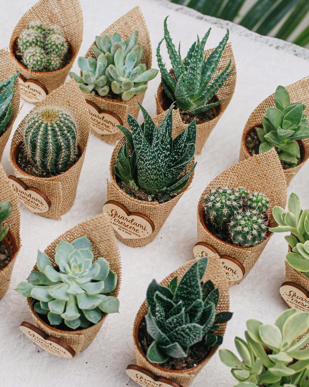 bomboniere-succulente-personalizzate-juta-tag-incollato-legno