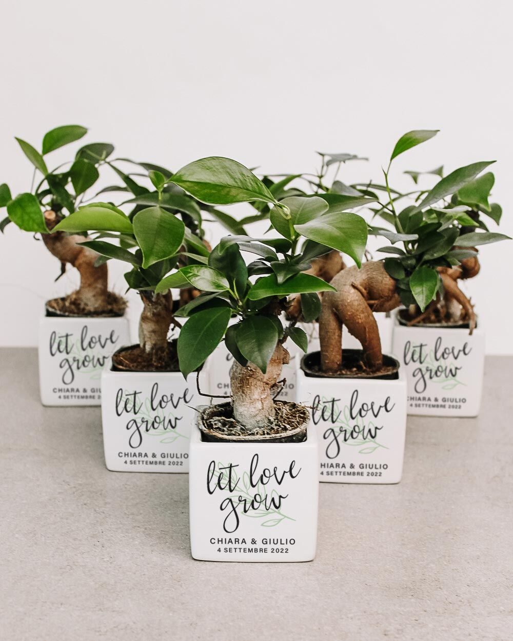 bomboniera-personalizzata-bonsai-matrimonio