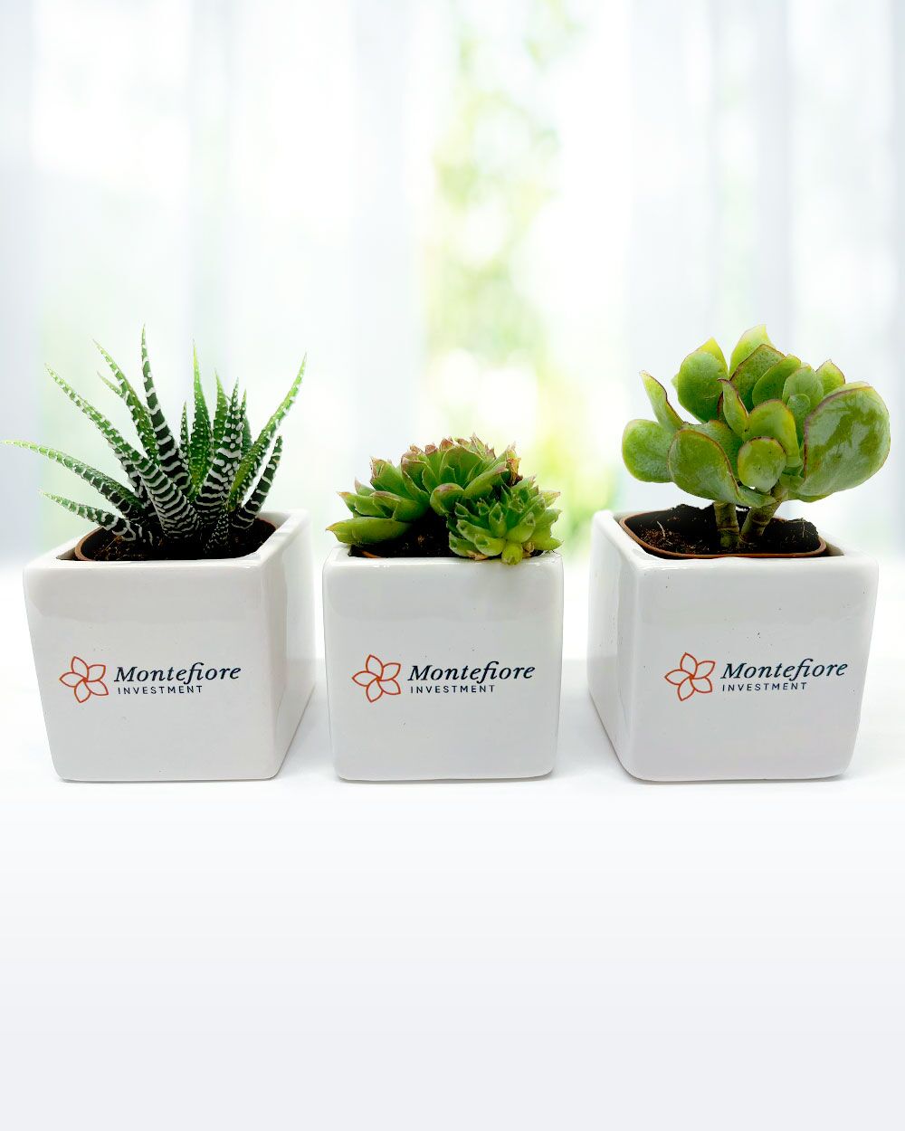 Piantine-Vasetto-Regalo-Aziendale-Business-Gadget-Personalizzato-Olalla-group