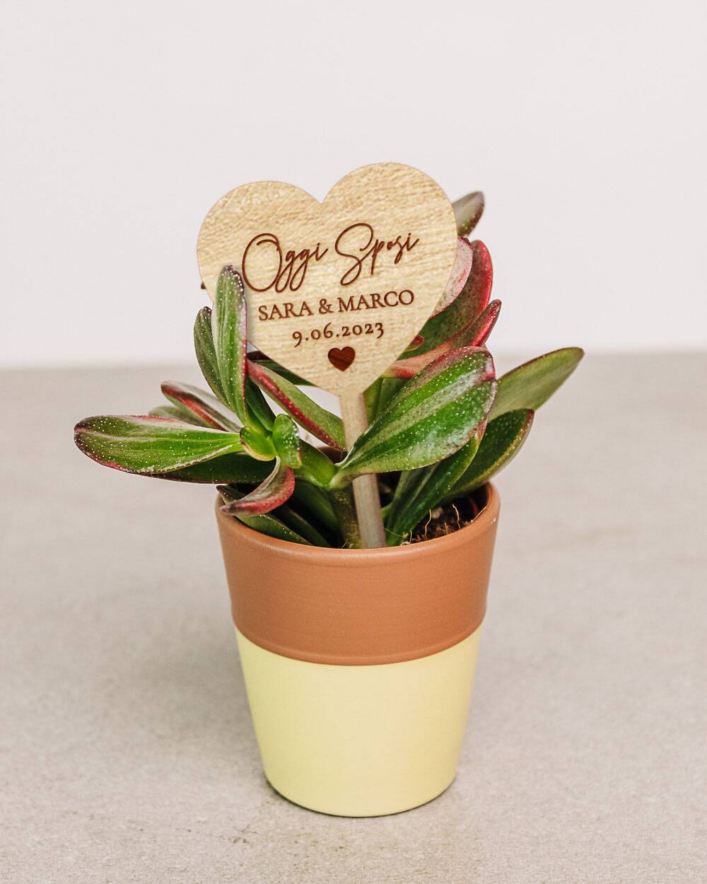 Vasetti-bomboniera-piante-grasse-07