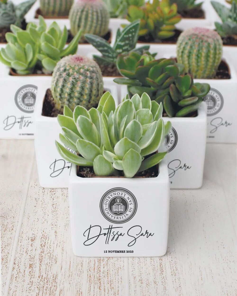 Bomboniera Piantina Laurea Nome Regalo Personalizzabile 009