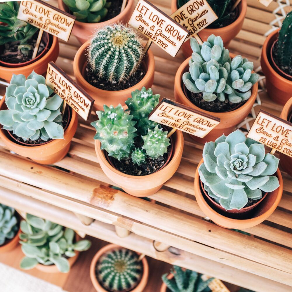 piantine-bomboniera-succulente-tag-legno-matrimonio