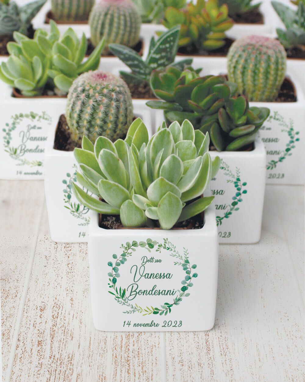 Bomboniera con Piante Grasse Succulente e Mini Cactus in Vasetto di Ceramica Bianco Personalizzata con Nome, Corona di Foglie e Data - Idea Bomboniera Laurea - immagine 2