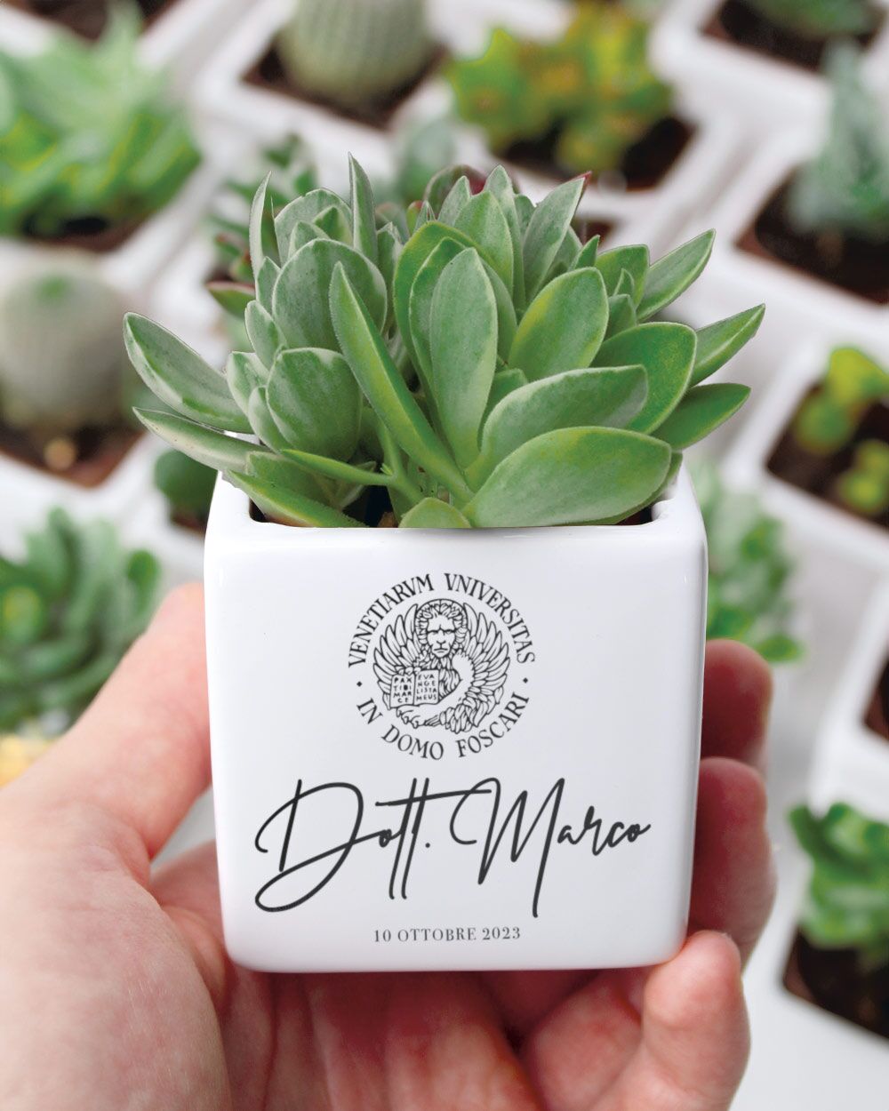 Bomboniera con Piante Grasse Succulente e Mini Cactus in Vasetto di Ceramica Bianco Personalizzata con Nome, Logo Università e Data - Idea Bomboniera Laurea